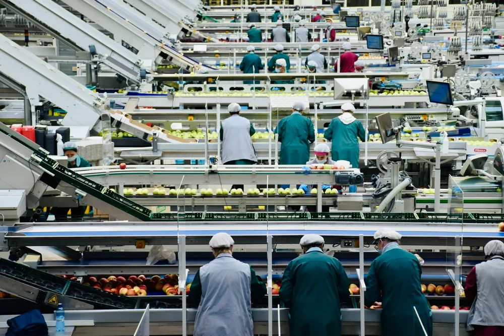 Overhead view of a busy fruit packing line where workers in hairnets and green and gray coats sort apples moving along conveyor belts